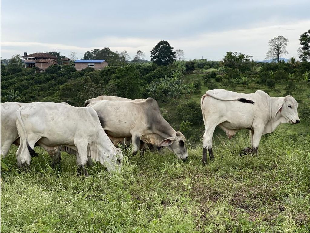 2 bedroom exclusive farmhouse for sale in Armenia, Colombia 129099014