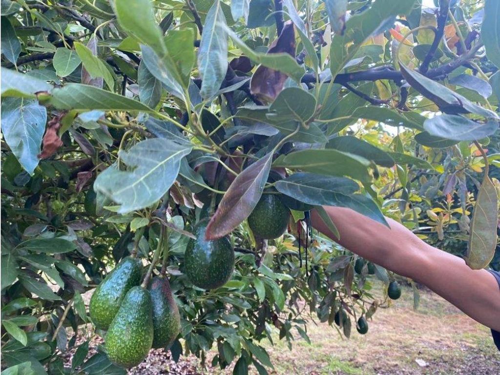 Development Land in Quiroga, Michoacán 128503117