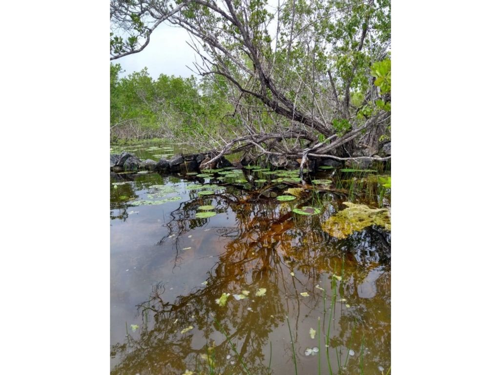 Exclusive farmhouse for sale in Celestún, Yucatán 129227080