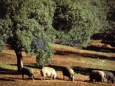 Casa di lusso in vendita a Cáceres Extremadura Provincia de Cáceres