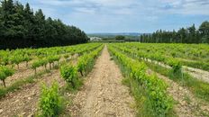 Fattoria in vendita a Avignone Provenza-Alpi-Costa Azzurra Vaucluse