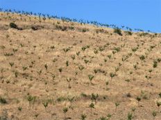 Terreno in vendita a Pinhel Distrito da Guarda Pinhel