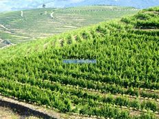 Terreno in vendita a São João da Pesqueira Distrito de Viseu São João da Pesqueira