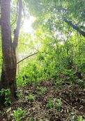 Terreno in vendita a Raiatea Îles Sous-le-Vent 