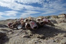 Appartamento in vendita a Mauguio Occitanie Hérault