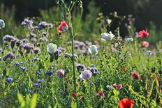 Terreno in vendita a Larmor-Baden Bretagna Morbihan