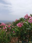 Villa in vendita a Cervera de la Marenda Occitanie Pirenei Orientali