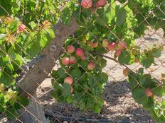 Terreno - Jumilla, Spagna