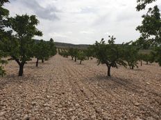 Terreno - Jumilla, Spagna