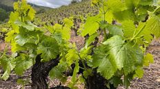 Terreno in vendita a Jumilla Región de Murcia Murcia