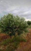 Casale in vendita Kondhar, Gouvernorat de Sousse