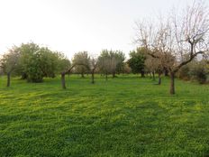 Terreno - Selva, Isole Baleari