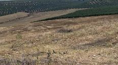 Terreno - Lopera, Andalusia