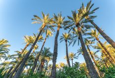 Casa Unifamiliare in vendita a Elx Comunità Valenciana Provincia de Alicante