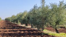 Terreno in vendita a Baena Andalusia Cordova