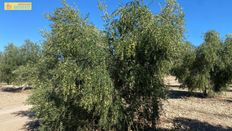 Terreno in vendita - Santaella, Andalusia