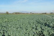 Casale in vendita Catral, Comunitat Valenciana