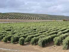 Rustico o Casale in vendita a Andalucía Departamento del Valle del Cauca Andalucía