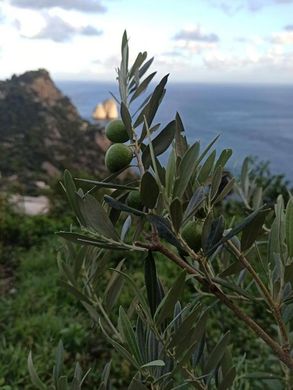 Fazenda - Capri, Nápoles