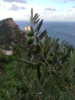Fazenda - Capri, Nápoles