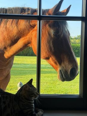 Villa Cantello, Varese ilçesinde