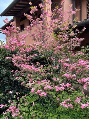 호화 저택 / San Miniato, Province of Pisa