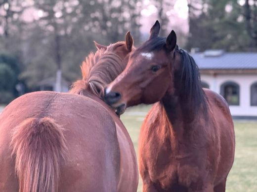 ﻓﻴﻼ ﻓﻲ Cantello, Provincia di Varese