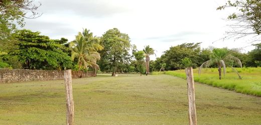 Arsa Matapalo, Carrillo