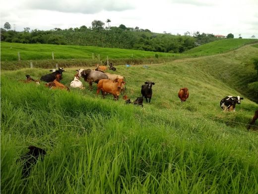 Farm in Circasia, Quindío Department