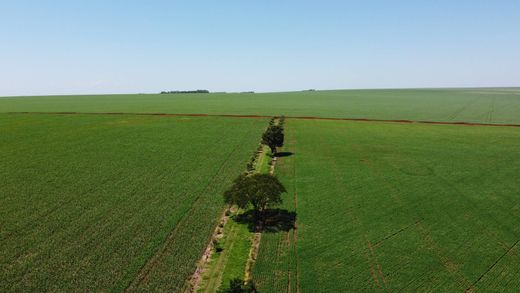 地皮  Mbaracayú Guazú, Ybyrarobana