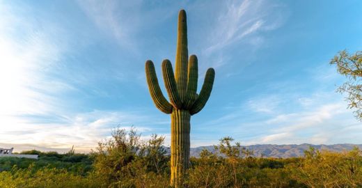 Grond in Tucson, Pima County