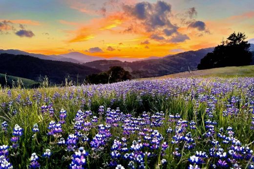 Landhuis in Honeydew, Humboldt County