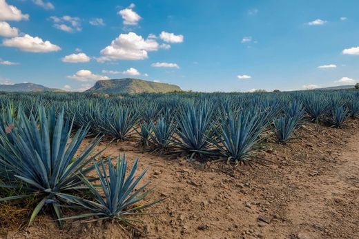 Arsa Zapopan, Estado de Jalisco