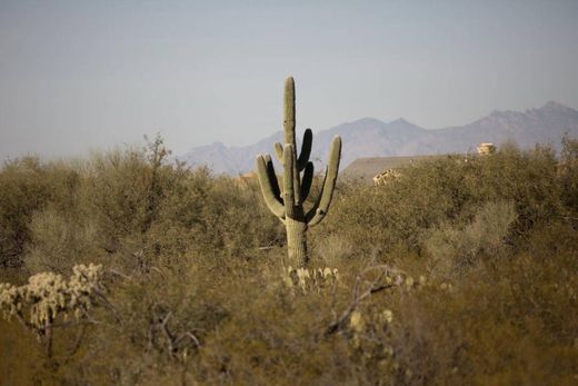 独立式房屋  Sahuarita, 皮马县