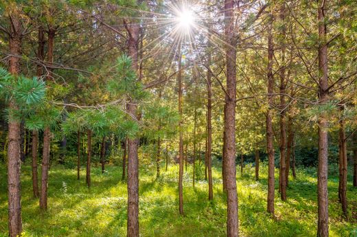 Terreno a Vilnius, Vilnius County