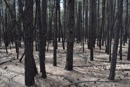 Terreno en Lakeside, Navajo County