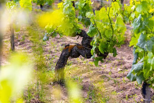 Bordeaux, Girondeのカントリー風またはファームハウス