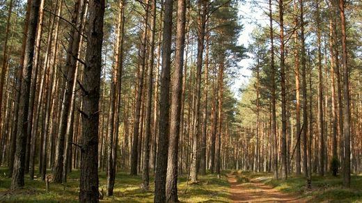 Terreno a Chesnokovo, Moscow Oblast