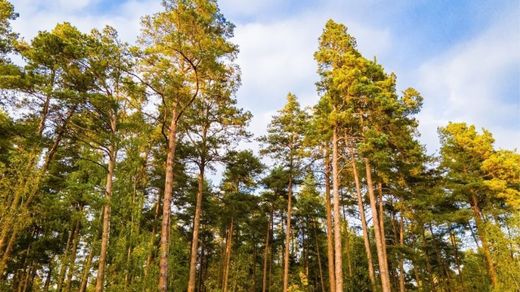 Land in Uspenskoye, Moskovskaya