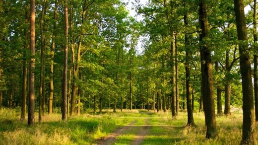 Αγροτεμάχιο σε Chesnokovo, Moscow Oblast