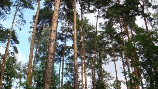 地皮  Odintsovo, Moscow Oblast