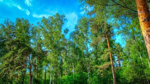 Terreno en Nikolina Gora, Moscu Ciudad Federal