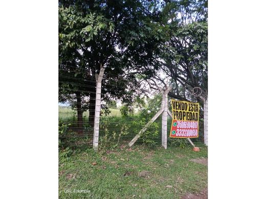 地皮  卡利, Cali