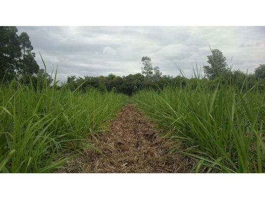 Arsa Zarzal, Departamento del Valle del Cauca