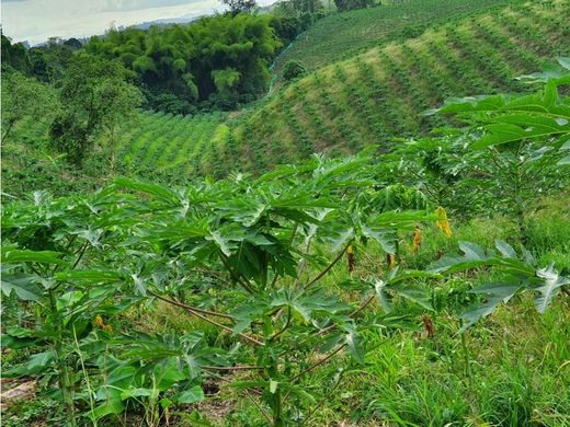 La Tebaida, Quindío Departmentのカントリー風またはファームハウス