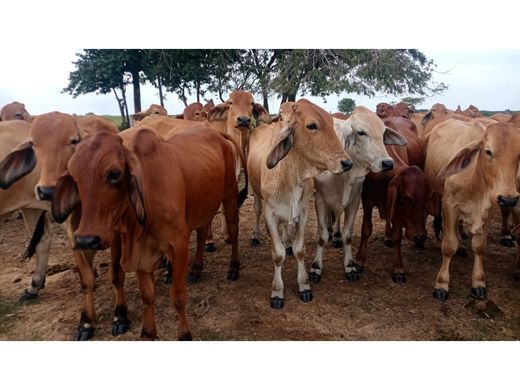 Boerderij in Puerto Gaitán, Departamento del Meta