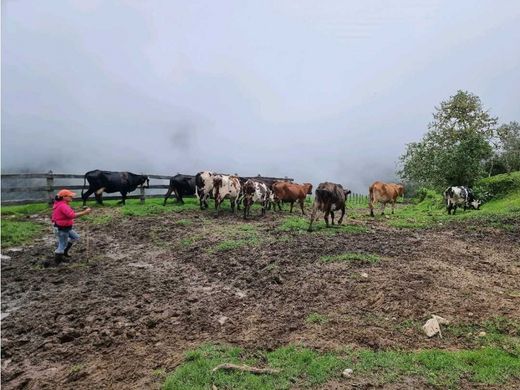 Rustico o casale a Pijao, Quindío Department
