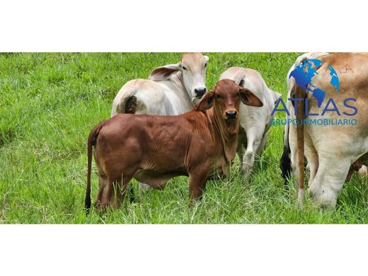 Farmhouse in Barrancabermeja, Departamento de Santander