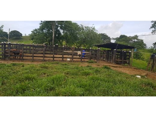 Ferme à San Carlos, El Piñon