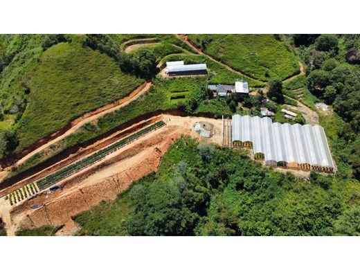 Ferme à Cisneros, Departamento de Antioquia